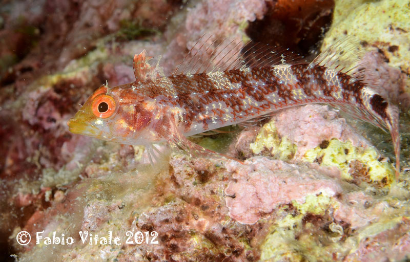 Microlipophrys nigriceps e Tripterygion delaisi femmina